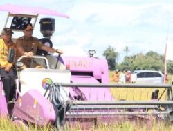 Petani Lampung Sambut Gembira Panen Raya, Pemerintah Pastikan Harga Gabah Menguntungkan