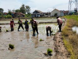 Sinergi TNI-Rakyat di Way Kandis: Babinsa Turun ke Sawah, Semangat Ketahanan Pangan Membara