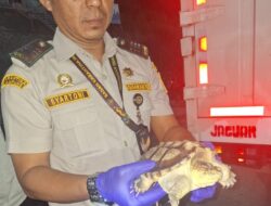Satgas BKO TNI AL ASDP Bakauheni Lanal Lampung Amankan Ratusan Kulit Ular dan Puluhan Kura-Kura