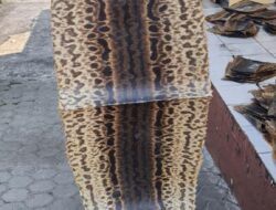 KSKP Bakauheni Bersama Barantin Gagalkan Penyelundupan Ratusan Kulit Ular Piton