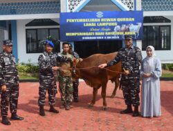Memperingati Hari Raya Idul Adha, Lanal Lampung Laksanakan Penyembelihan dan Pembagian Daging Hewan Qurban