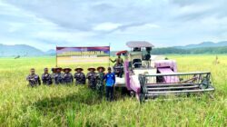 Dukung Ketahanan Pangan Nasional, Lanal Lampung Gelar Panen Raya Padi