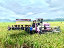 Dukung Ketahanan Pangan Nasional, Lanal Lampung Gelar Panen Raya Padi