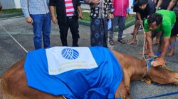 DPC PERADI Kota Bandar Lampung Mengadakan Penyembelihan Hewan Kurban Idhul Adha 1447 H