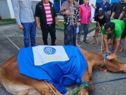 DPC PERADI Kota Bandar Lampung Mengadakan Penyembelihan Hewan Kurban Idhul Adha 1447 H